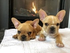 Small Photo #4 French Bulldog Puppy For Sale in RALEIGH, NC, USA
