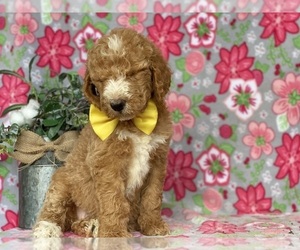 Goldendoodle Puppy for sale in LANCASTER, PA, USA