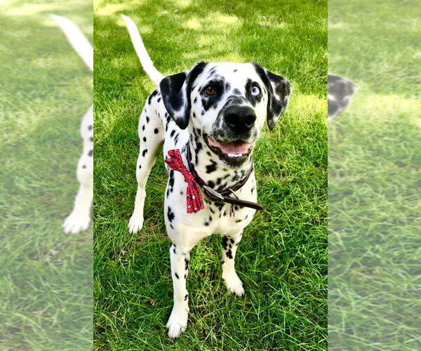 Medium Photo #4 Dalmatian Puppy For Sale in Minneapolis, MN, USA
