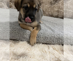 Small Photo #4 Cane Corso-German Shepherd Dog Mix Puppy For Sale in FERNLEY, NV, USA