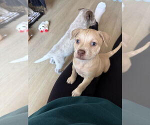 Mutt Dogs for adoption in Brooklyn, NY, USA