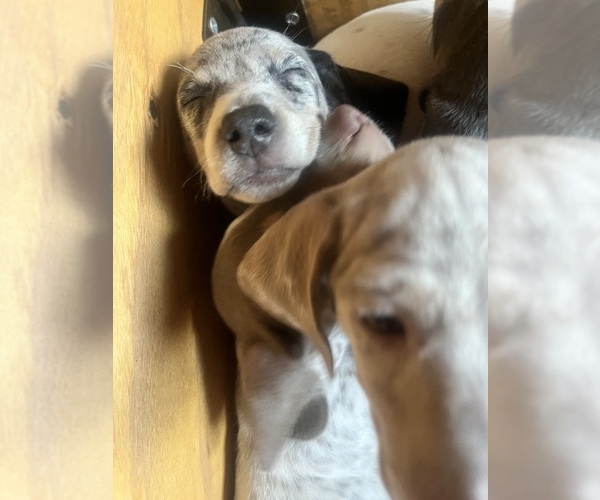 Medium Photo #138 Dachshund Puppy For Sale in LAKEBAY, WA, USA