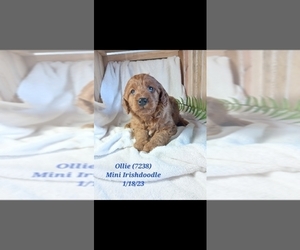 Irish Doodle Puppy for Sale in SHIPSHEWANA, Indiana USA