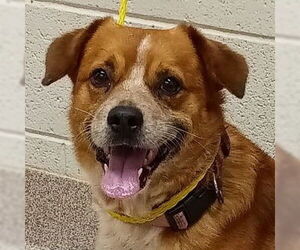 Mutt Dogs for adoption in Canton, CT, USA