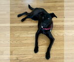 Dandy - Female Labrador Retriever-Unknown Mix Dog for Adoption - Small photo