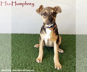 Bulldog-German Shepherd Dog Mix Dogs for adoption in San Diego, CA, USA