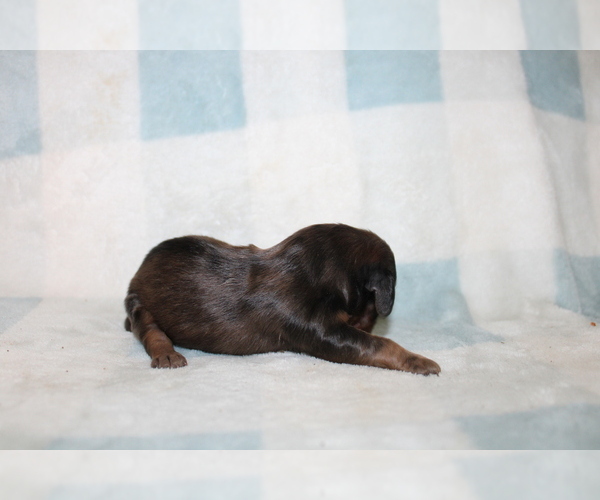 Medium Photo #3 Dachshund Puppy For Sale in BLMGTN, IN, USA
