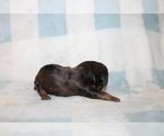 Small #2 Dachshund