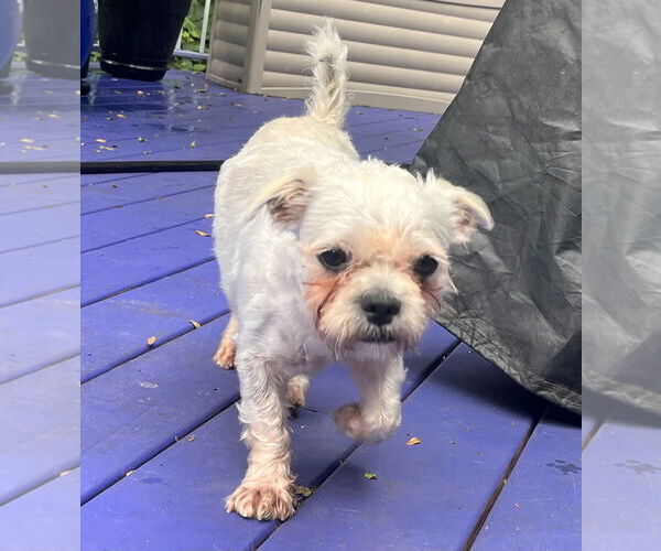 Medium Photo #4 Maltese-Unknown Mix Puppy For Sale in Wheaton, IL, USA