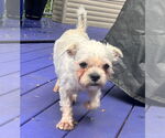Small #3 Maltese Mix