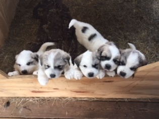 Great Pyrenees Puppy for sale in WINGO, KY, USA