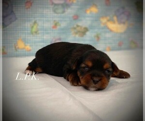 Yorkshire Terrier Puppy for sale in WINNSBORO, LA, USA