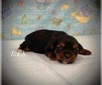 Small Yorkshire Terrier