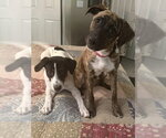 Small #3 Labrador Retriever Mix