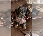 Small Photo #1 Dachshund Puppy For Sale in LANEXA, VA, USA