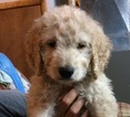 Small Goldendoodle