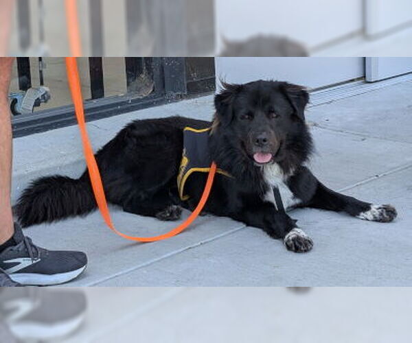 Medium Photo #1 Chow Chow-Great Pyrenees Mix Puppy For Sale in Ventura, CA, USA