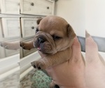 Small Photo #8 French Bulldog Puppy For Sale in POWHATAN, VA, USA