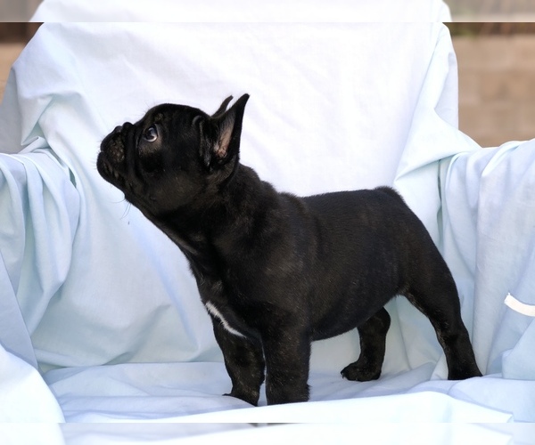 Medium Photo #6 French Bulldog Puppy For Sale in MENTONE, CA, USA