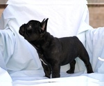 Small Photo #6 French Bulldog Puppy For Sale in MENTONE, CA, USA
