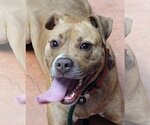 Small Photo #1  Puppy For Sale in , 