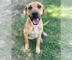 DOUGIE - Male Mastiff Dog for Adoption - Small photo