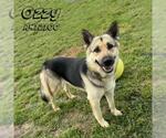 Small #1 German Shepherd Dog Mix