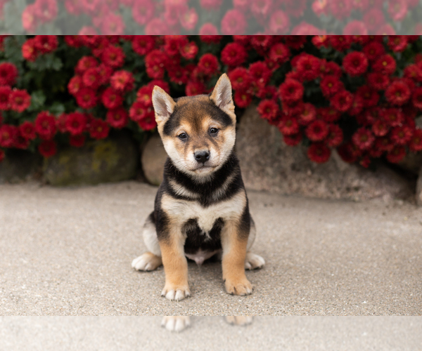 Medium Photo #1 Shiba Inu Puppy For Sale in MILLERSBURG, IN, USA