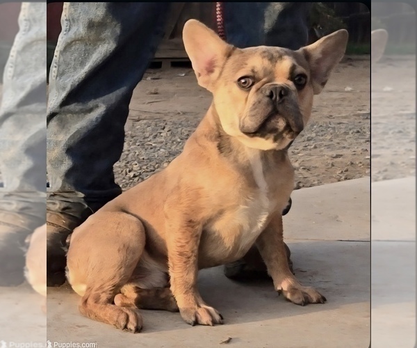 Medium Photo #2 French Bulldog Puppy For Sale in TOPANGA, CA, USA
