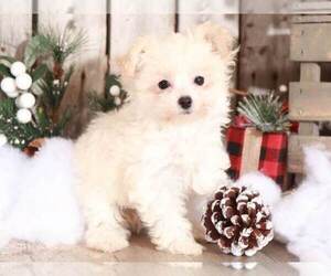 Maltipoo Puppy for sale in MOUNT VERNON, OH, USA