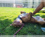 Small #2 American Pit Bull Terrier Mix