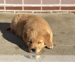 Golden Retriever Puppy for Sale in ADDISON, Illinois USA