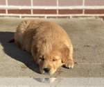 Small Photo #1 Golden Retriever Puppy For Sale in ADDISON, IL, USA