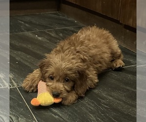 Goldendoodle (Miniature) Puppy for sale in CHULA VISTA, CA, USA
