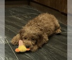 Small Goldendoodle (Miniature)
