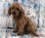 Small Photo #3 Cock-A-Poo-Poodle (Miniature) Mix Puppy For Sale in SALEM, MO, USA