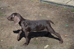 Puppy 2 German Shorthaired Pointer