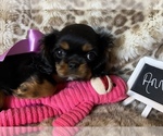 Small Photo #8 Cavalier King Charles Spaniel Puppy For Sale in ABILENE, TX, USA