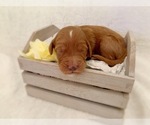 Small Photo #3 Irish Doodle Puppy For Sale in BREMERTON, WA, USA