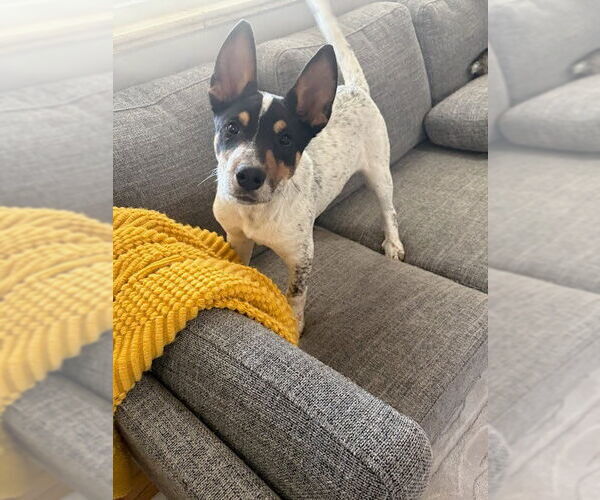 Medium Photo #10 Mutt Puppy For Sale in Lakewood, CO, USA