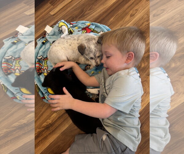 Medium Photo #8 Mutt Puppy For Sale in Sandy, UT, USA