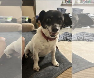 Bullet - Male Dorgi Dog for Adoption - Photo #4