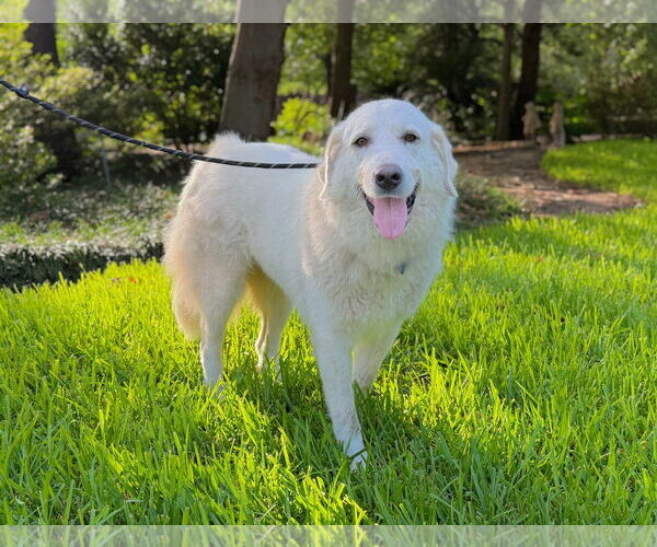 Medium Photo #4 Great Pyrenees Puppy For Sale in Spring, TX, USA