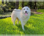 Small #3 Great Pyrenees