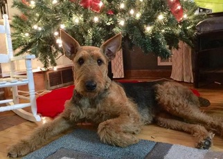 Mother of the Airedale Terrier puppies born on 11/25/2017