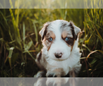 Small #1 Australian Shepherd