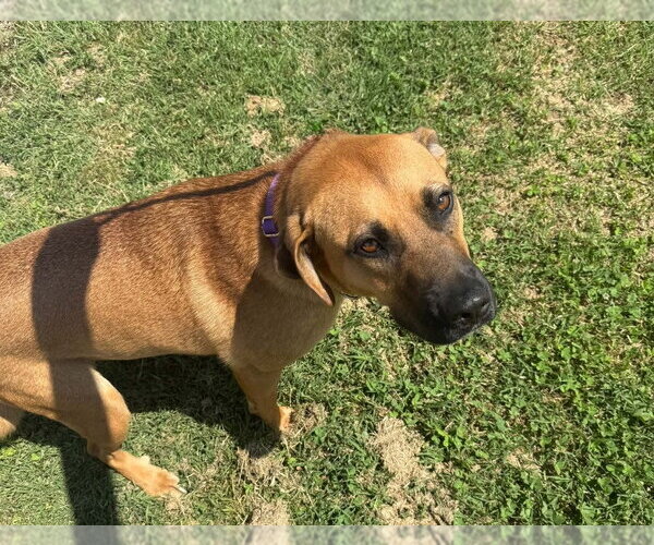 Medium Photo #2 Mutt Puppy For Sale in Evansville, IN, USA