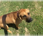Small #1 Mutt