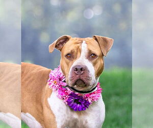 Mutt Dogs for adoption in Unionville, PA, USA