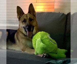 Henry - Male German Shepherd Dog Dog for Adoption - Photo #4